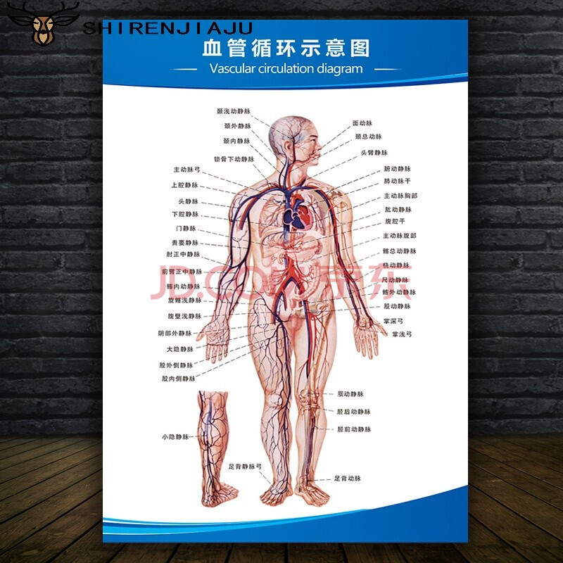 3d肌肉解剖软件中文版_3d人体解剖图软件下载_3d解剖软件哪个最好用