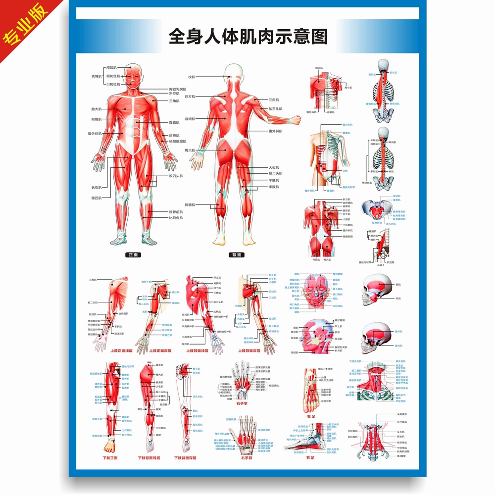3d肌肉解剖软件中文版_3d人体解剖图软件下载_3d解剖软件哪个最好用