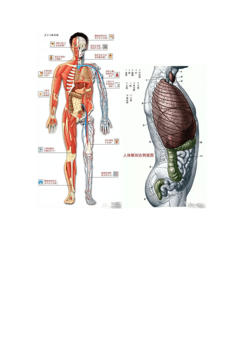 3d人体解剖图软件下载_3d解剖软件中文版_3d肌肉解剖软件中文版
