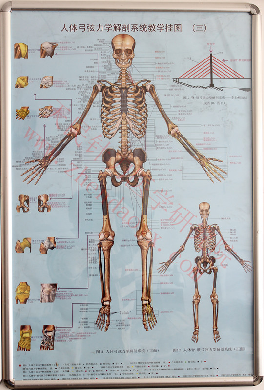 3d解剖软件中文版_3d人体解剖图软件下载_3d肌肉解剖软件中文版