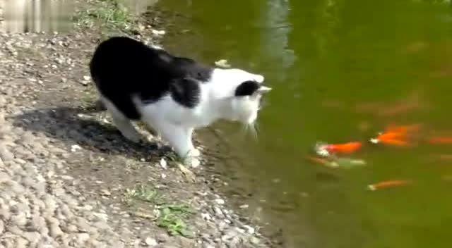 抓猫的鱼_梦见在河里抓一条好大的鱼_抓鱼怎么下载软件